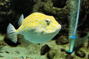 下関市立しものせき水族館「海響館」は下関の海にこだわったユニークな水族館