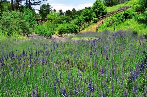 親子で楽しめる関東のアスレチック施設6選