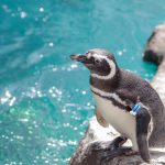 上越市立水族博物館 うみがたりは、日本海にこだわった新しい水族館！