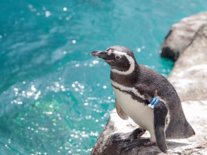 上越市立水族博物館 うみがたりは、日本海にこだわった新しい水族館！