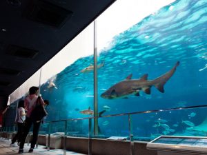 カピバラと足湯?! 須磨海浜水族園(神戸)はエサやりやショーなど楽しい体験が満載