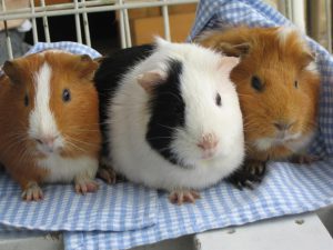 広大な鞍ケ池公園(豊田市)には動物園、牧場、遊具など盛りだくさん!室内施設も!