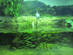 ペンギンも人気!姫路市立水族館は、タッチプールやハンズオンなど五感で体験しよう