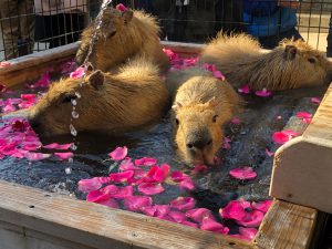須坂市動物園、人気はアカカンガルーのイッチ、ふれあいハウス、イベントなど