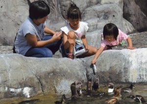 福山市立動物園は日本唯一のボルネオゾウが人気!猛獣などにえさやりも!