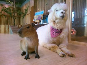 大阪「天保山アニパ」の楽しみ方!アルパカやカンガルーがいる雨でも楽しめる屋内型動物園