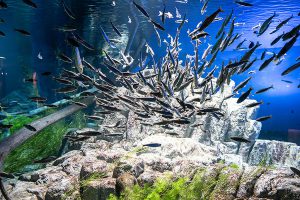 北海道のおすすめ水族館11選!北の大地らしい専門こだわり型に注目