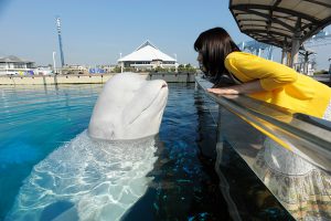 関東のおすすめ水族館26選!子どもに人気の大型水族館が満載