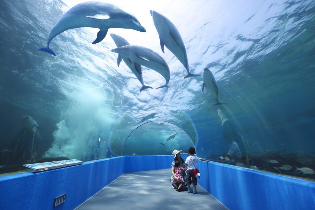 北陸のおすすめ水族館7選!豊富なふれあい体験とジンベエザメが人気