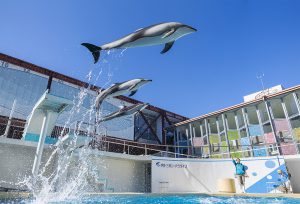 静岡・伊豆のおすすめ水族館8選!イルカショー・深海魚・カエル・ワニと多彩