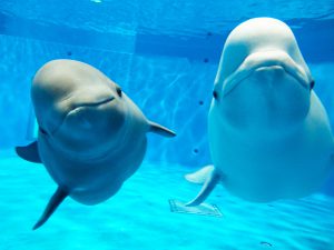 中国地方のおすすめ水族館9選！シロイルカ・スナメリ・ペンギンが人気