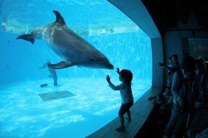 九州のおすすめ水族館13選!イルカのショーやふれあいが充実