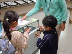関西のおすすめ昆虫館！カブトムシとのふれあい体験施設や、蝶が舞う温室も