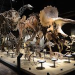 恐竜が迫力の博物館12選！日本で発掘された恐竜化石や体験型展示などに注目