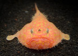 深海魚&深海生物がいる関東近郊の水族館5選!シーラカンスの冷凍標本も