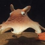 ダイオウグソクムシなど、深海魚＆深海生物がいる全国のおすすめ水族館10選