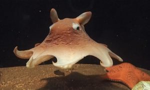 ダイオウグソクムシなど、深海魚&深海生物がいる全国のおすすめ水族館10選