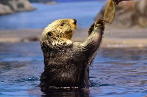 ラッコの給餌タイムは必見!「新潟市水族館マリンピア日本海」で海中散歩