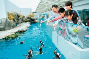 仙台うみの杜水族館のイルカ・アシカパフォーマンスは東北最大級!ふれあい体験も充実