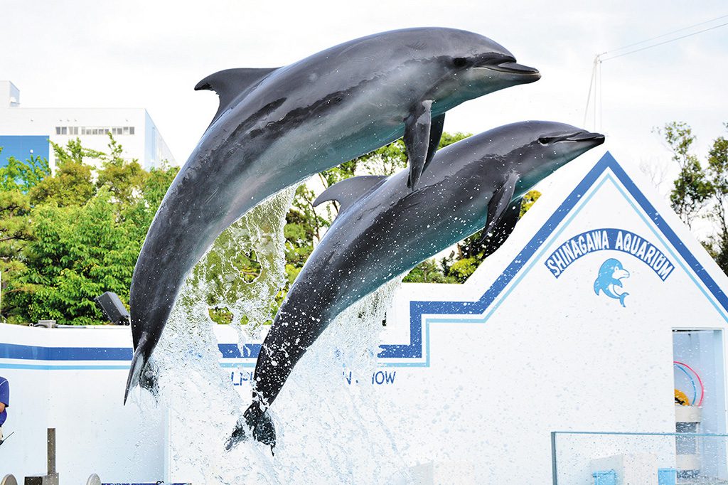 関東のイルカショー&パフォーマンスがあるおすすめ水族館7選