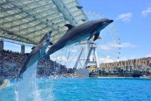 全国のイルカショー&パフォーマンスがあるおすすめ水族館32選