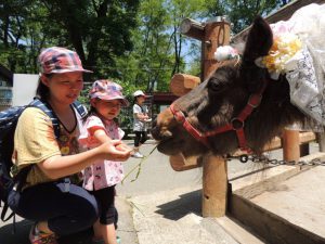 長野市茶臼山動物園で、レッサーパンダなどの自然な姿を観察&小動物とのふれあい