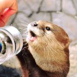 カワウソと握手ができる水族館5選！エサをあげたりふれあい体験が楽しい