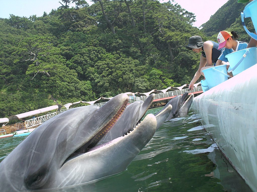 関東近郊のエサやり体験ができる水族館10選！イルカ･ウミガメ･エイなど