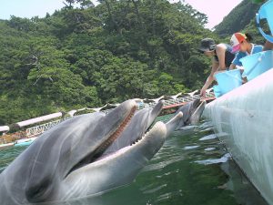 関東近郊のエサやり体験ができる水族館10選!イルカ・ウミガメ・エイなど