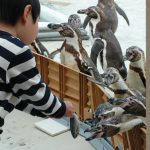 全国のエサやり体験ができる水族館29選！ペンギンやイルカに大接近