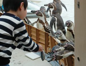 全国のエサやり体験ができる水族館29選!ペンギンやイルカに大接近