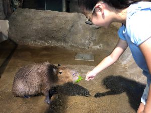 【東京で遊ぶ】小学5年生が徹底取材！東京おすすめスポット31～動物園・水族館編～