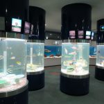サンピアザ水族館（北海道札幌市）餌付けショーや魚のサーカスショーなどの催しが人気