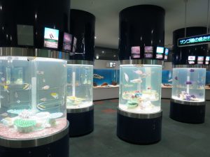 サンピアザ水族館（北海道札幌市）餌付けショーや魚のサーカスショーなどの催しが人気
