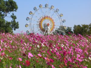 熊本市動植物園は動物とのふれあい、花畑、観覧車など親子で1日遊べる!