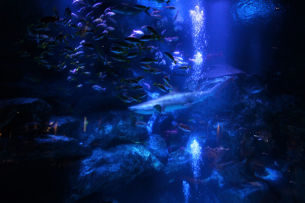 すみだ水族館の魅力を紹介!ペンギンやクラゲ、金魚に癒やされる