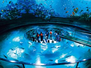 城崎マリンワールドは水族館の枠に収まらないライブ感が魅力!