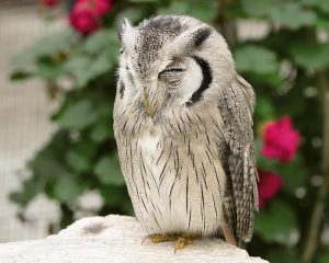 掛川花鳥園で花と鳥とのふれ合いを体験!その魅力を紹介