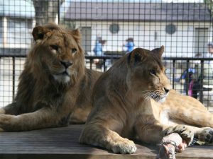 群馬県の無料スポット・遊び場5選!動物園や牧場、工場見学、展望スポットなど