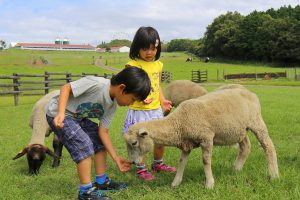 マザー牧場は体験がいっぱい！エサやりや乳しぼりなど、動物とのふれあいが人気