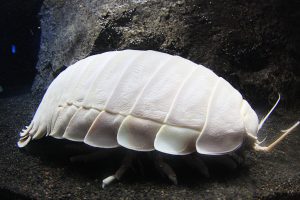 教えて深海水族館の飼育員さん!  深海魚&深海生物10のギモンQ&A