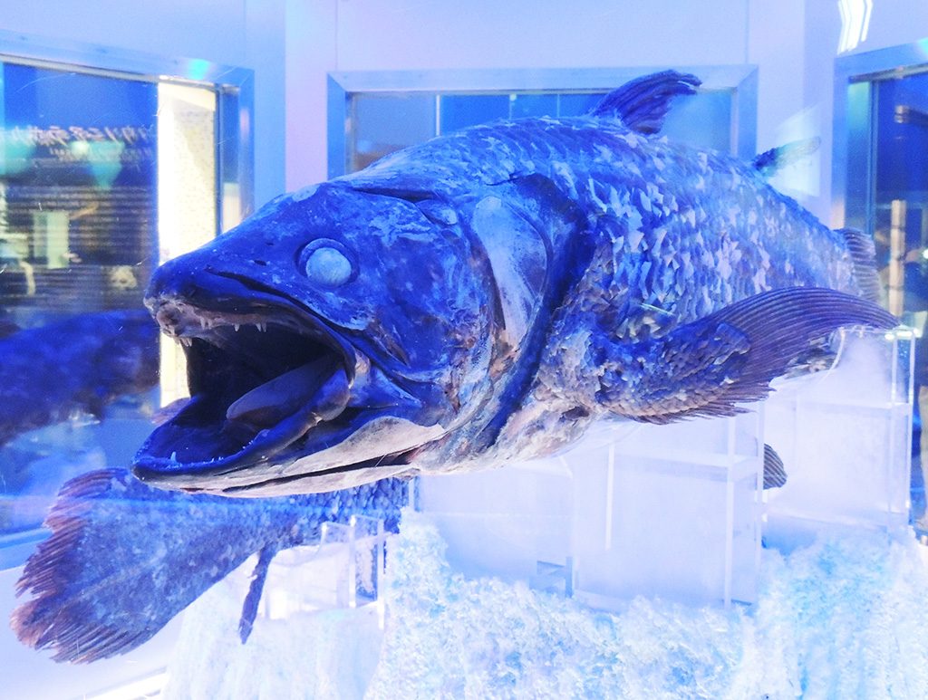 冷凍シーラカンス/沼津港深海水族館 シーラカンス・ミュージアム(静岡県)