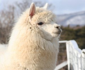 アルパカ解説!性格や毛刈りの時期は?関東のふれあい牧場・動物園は那須と千葉に集中