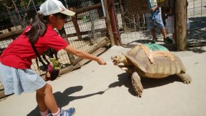 動物好きなら大満足間違いなし!しろとり動物園の魅力を紹介