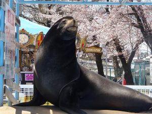 長野県の無料スポット・遊び場10選!動物園やダチョウ牧場、おやきの工場見学など