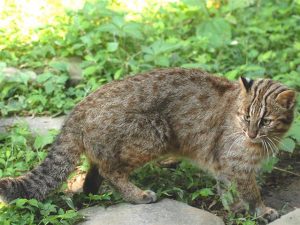 長崎県の無料スポット・遊び場5選!ツシマヤマネコに会える施設、絶景の展望台など