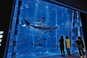 のとじま水族館の魅力を紹介!美しい海の中の世界を満喫する