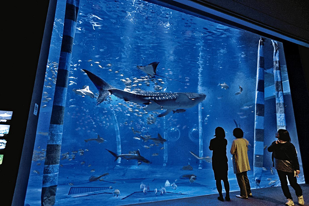 のとじま水族館の魅力を紹介!美しい海の中の世界を満喫する