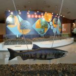 北海道の無料の博物館・工場見学14選！サケの生態や牛乳の製造を楽しく学ぼう