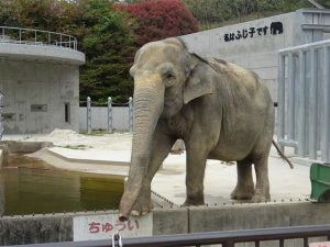 愛知県のおすすめ無料スポット・遊び場30選！動物園や水族館、展望スポットなど